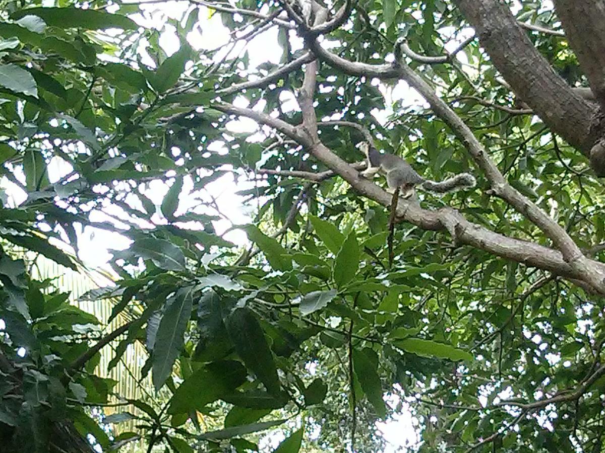 Green Earth Resort And Restaurant 丹不拉 外观 照片